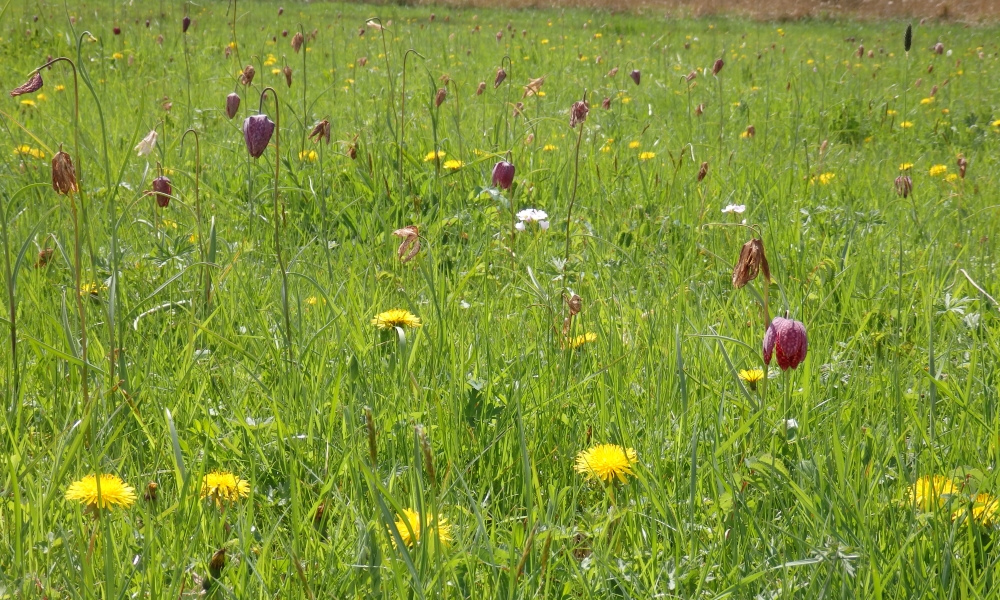 Photo of a floodplain meadow taken by Sprint co-lead Alison Smith
