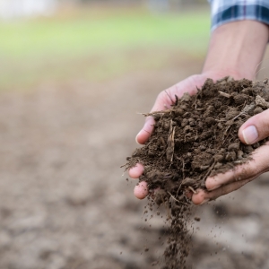 Soil heath Credit:AdobeStock