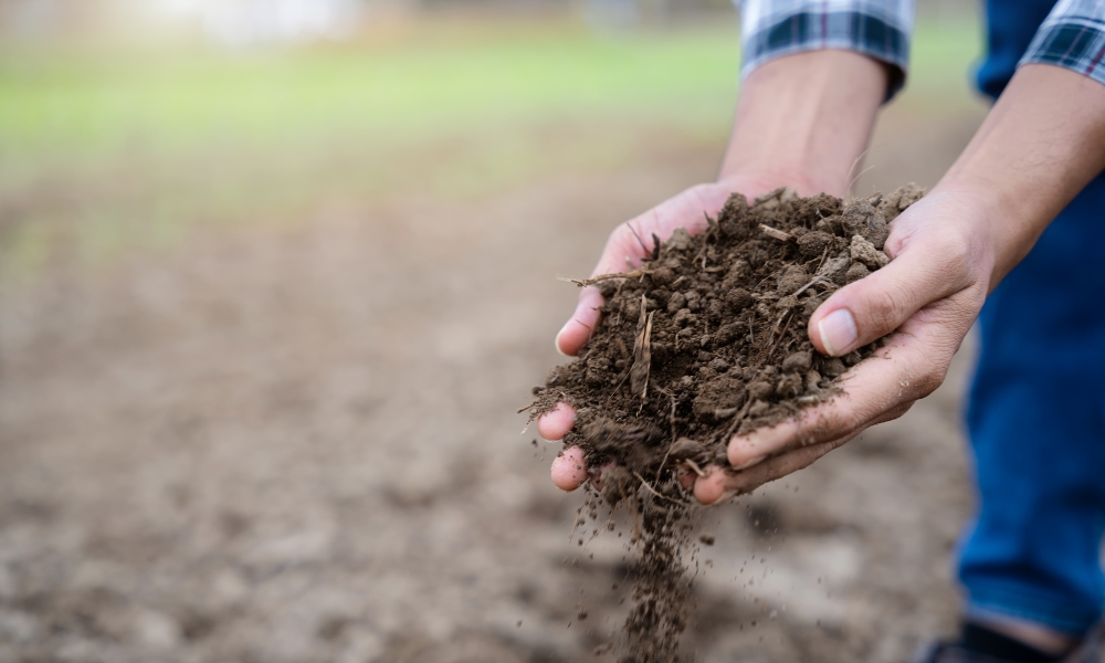 Soil heath Credit:AdobeStock