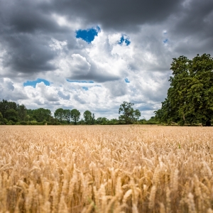 Image description coming soon