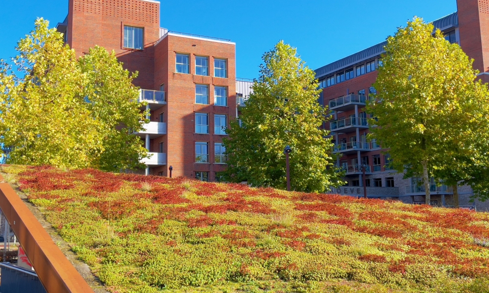 Green sedum roof with a slope for climate adaptation and urban greening