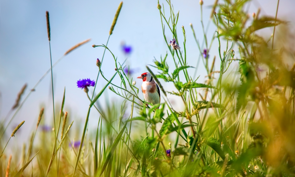 Goldfinch Carduelis carduelis feeding on teasel Dipsacus fullonum. Colourful male bird in the finch family Fringillidae feeding on seeds whilst perched flowerhead. the best photo. Hidden in the grass.