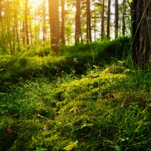 Image description coming soon