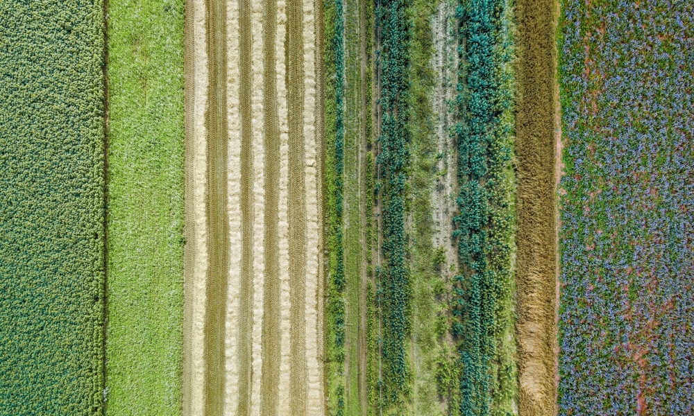 Aerial drone image of fields with diverse crop growth