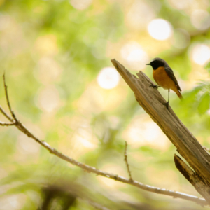 Image description coming soon