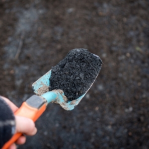 Close-up of biochar on a shovel, illustrating sustainable permaculture soil enhancement (from Adobe Stock)
