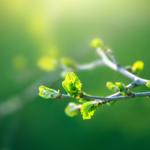 Image description coming soon