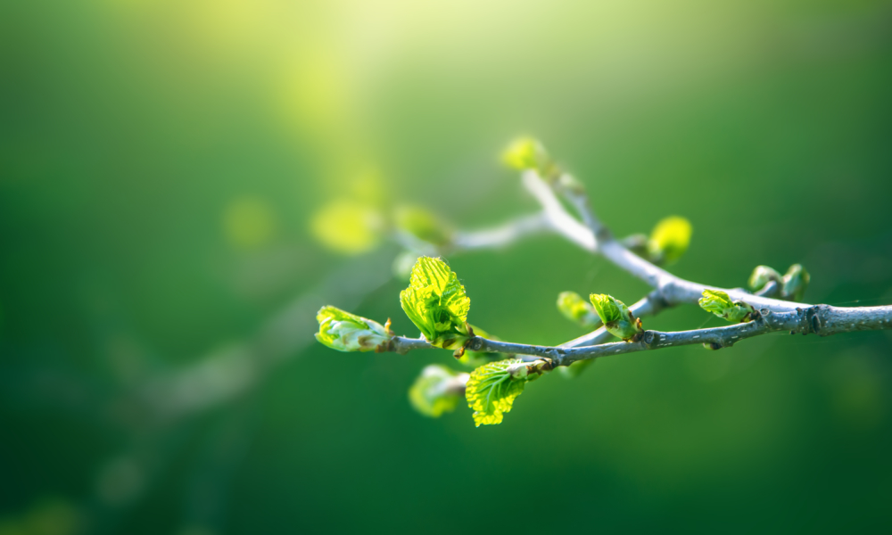 Image description coming soon