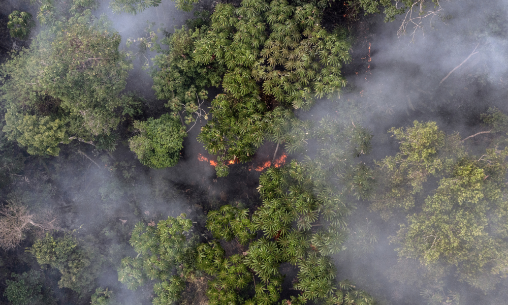 Aerial view of Amazon fire. Photo by Marizilda Cruppe/Rede Amazônia Sustentável