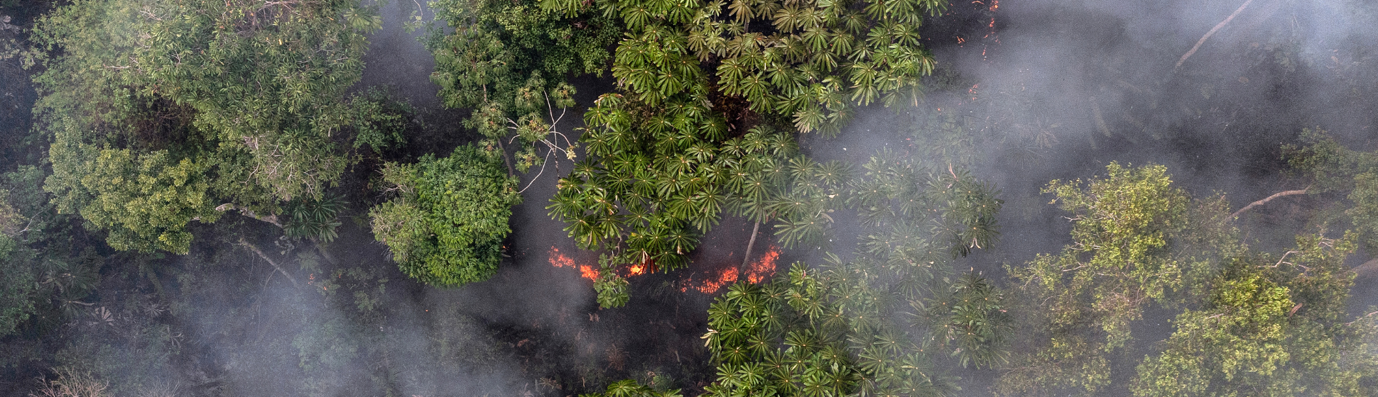 Brazillian rainforest fire